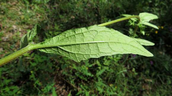 صورة Sigesbeckia orientalis L.