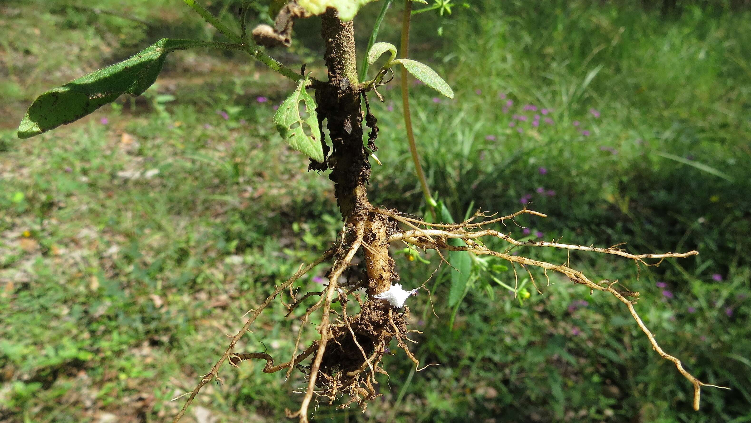 Image of common St. Paul's wort