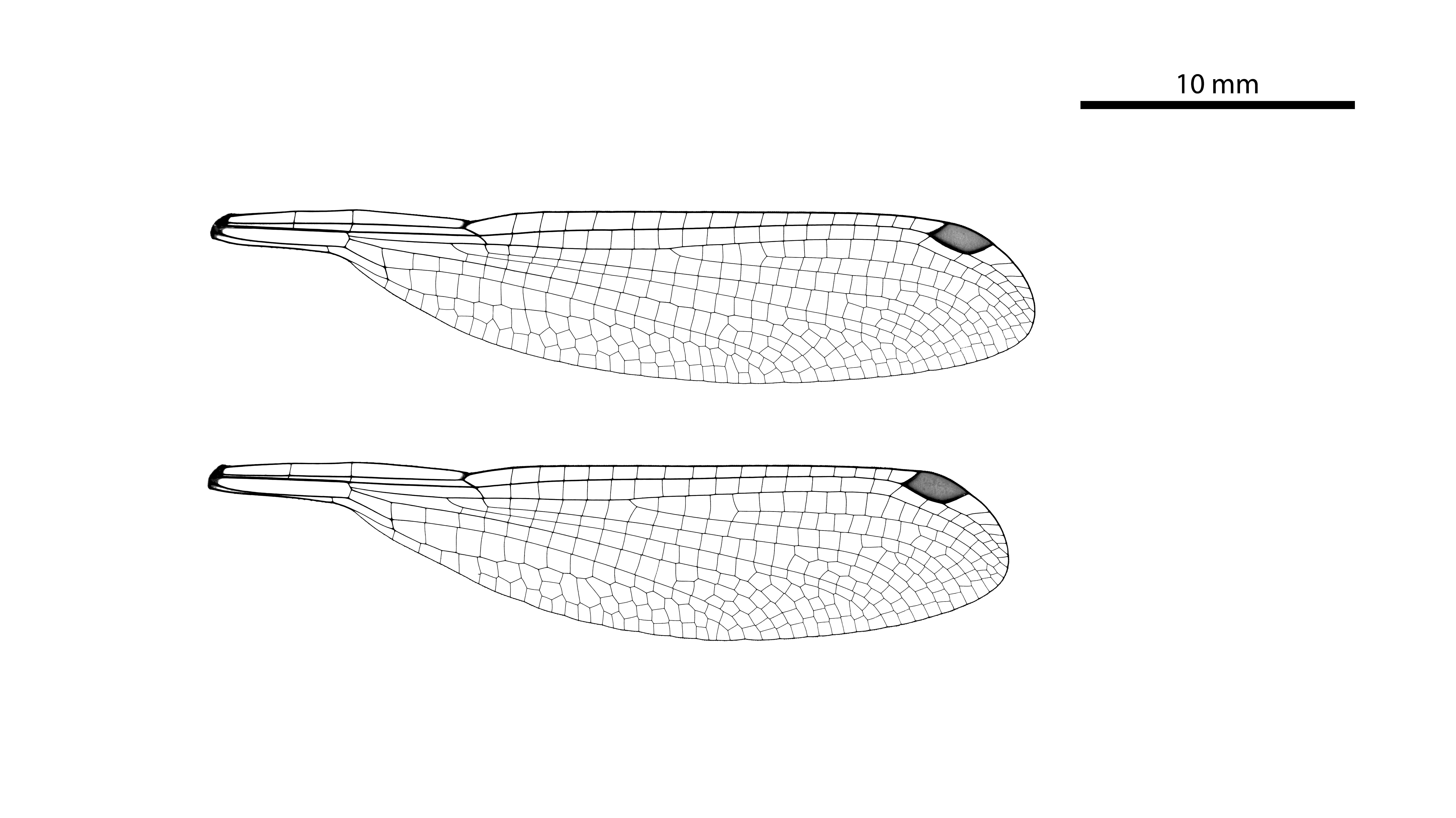 Image of Barrington Flatwing