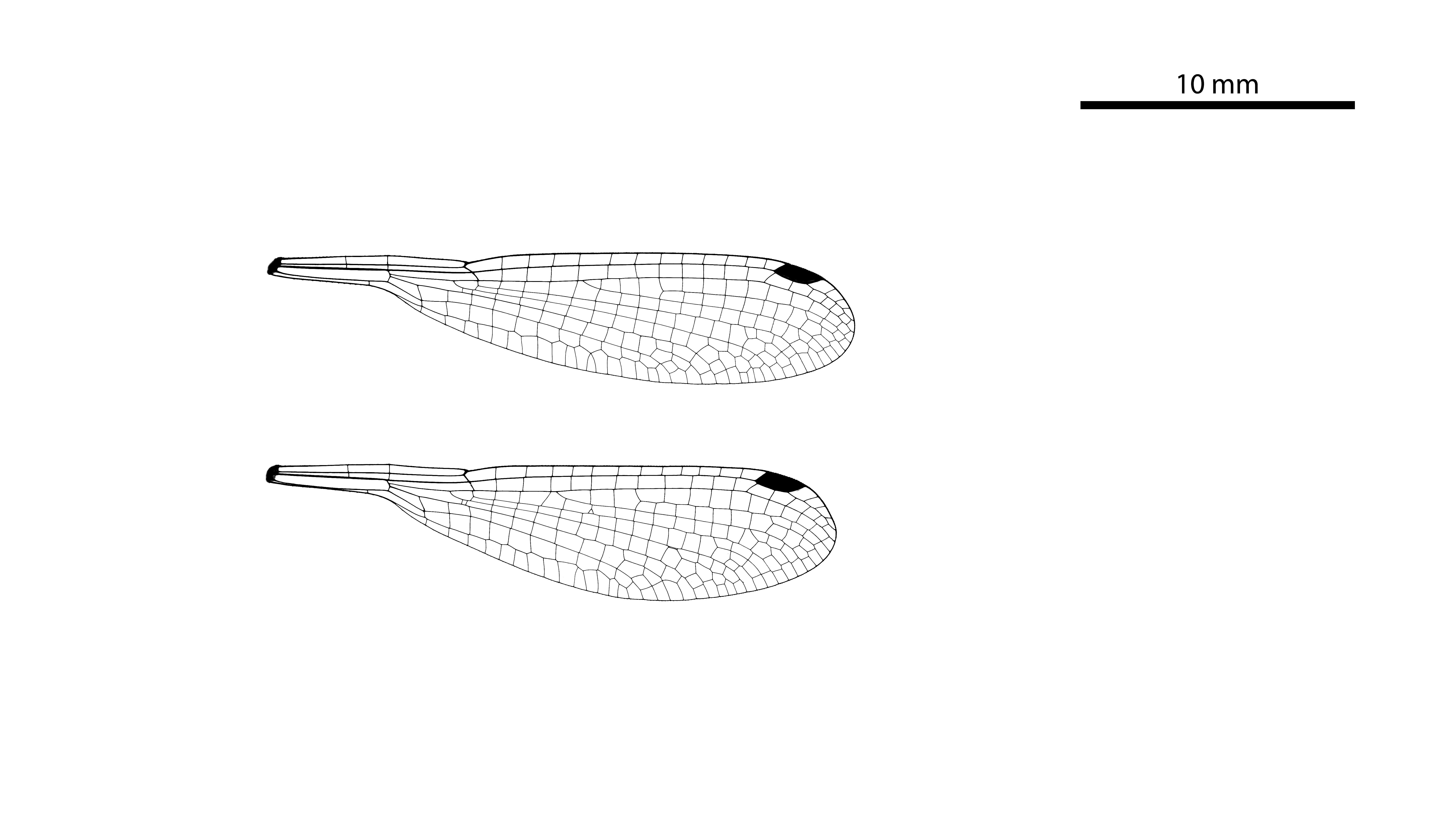 Image of Griseargiolestes griseus (Hagen ex Selys 1862)