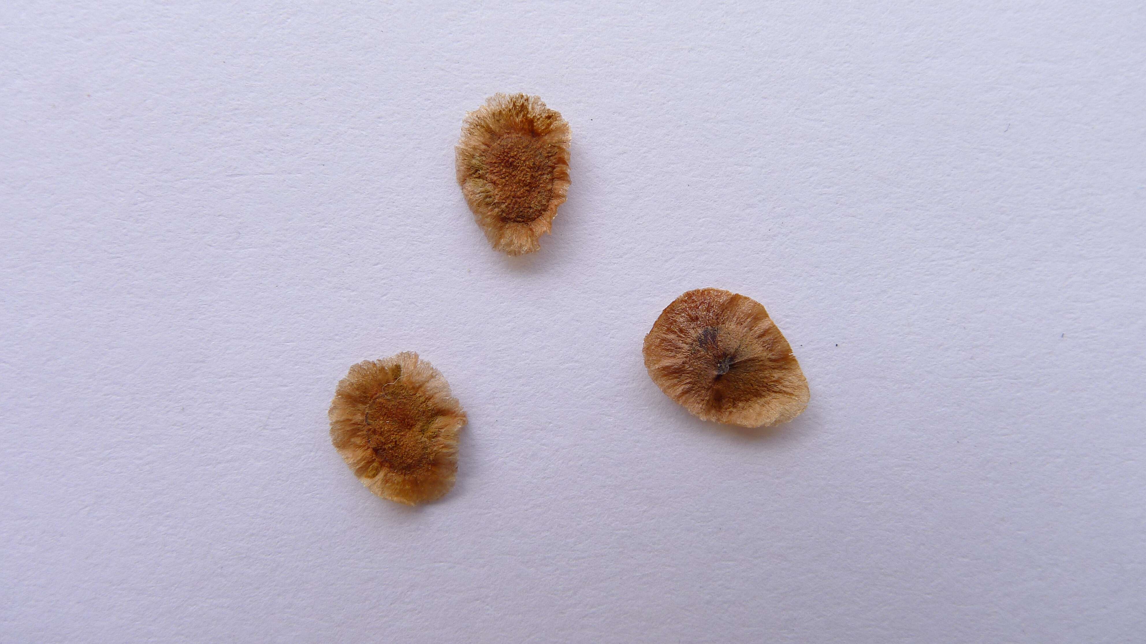 Image of Haemodorum corymbosum Vahl