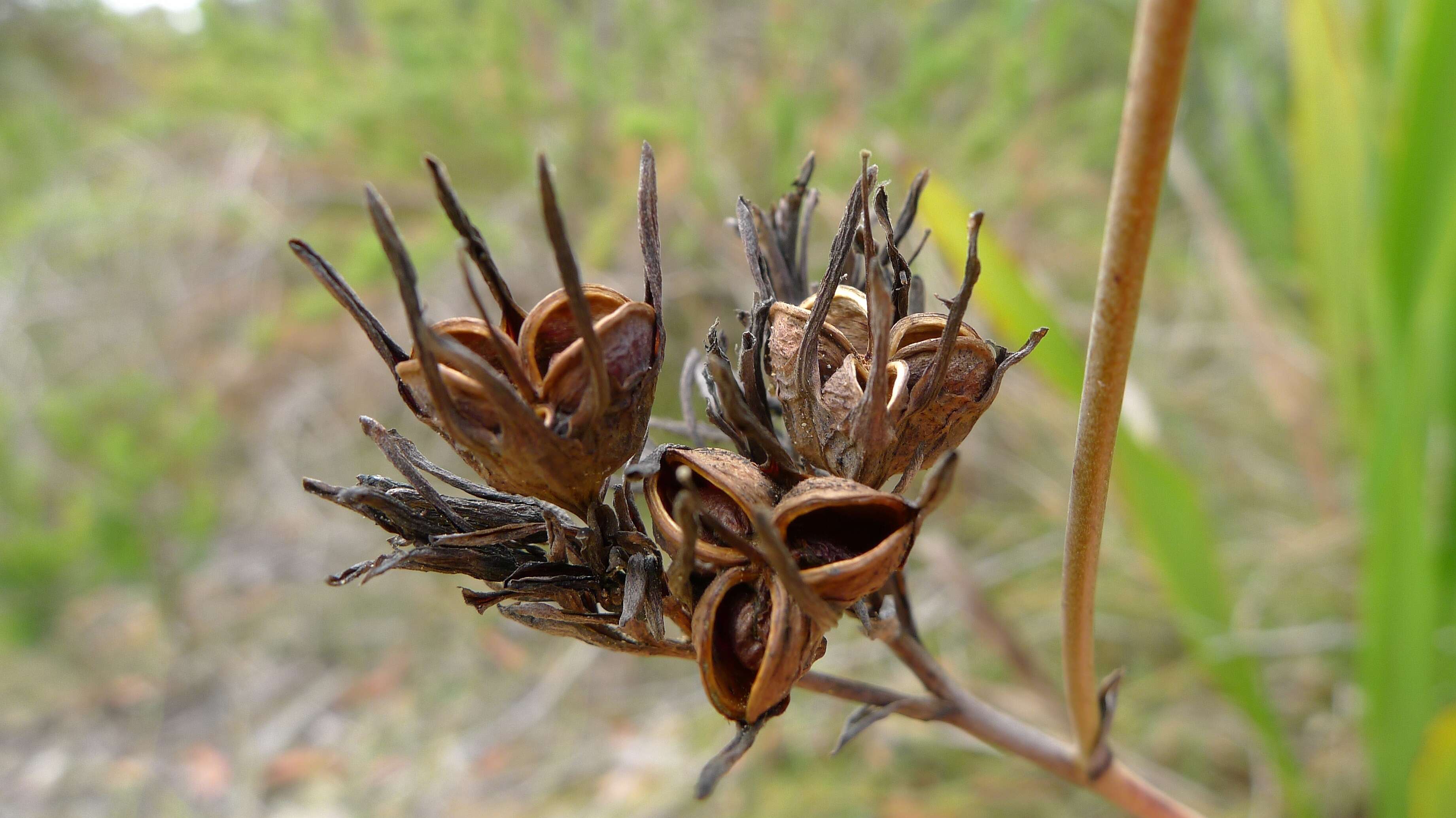 Image de Haemodorum corymbosum Vahl