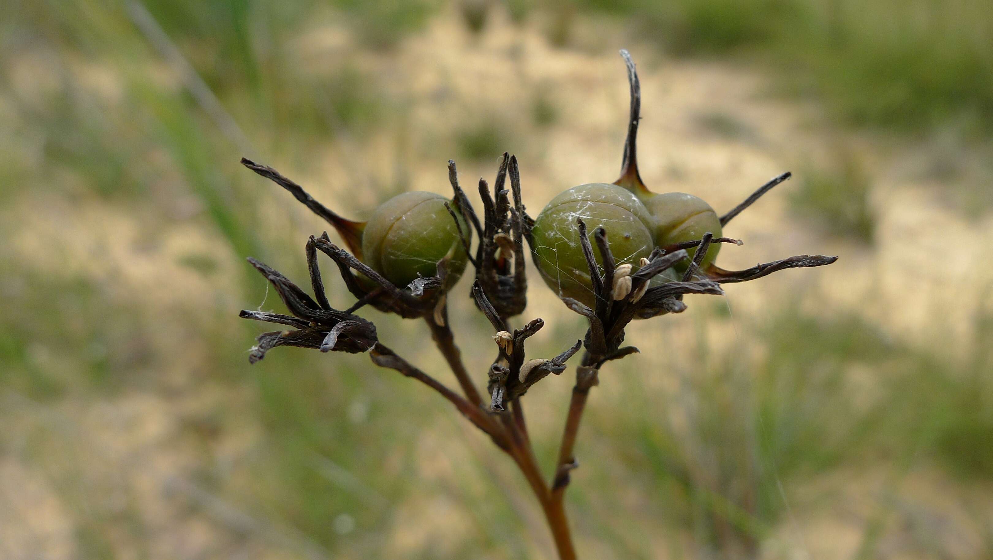 Image de Haemodorum corymbosum Vahl