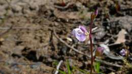 Image of bladderwort