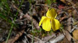 Image of Goodenia paniculata Sm.