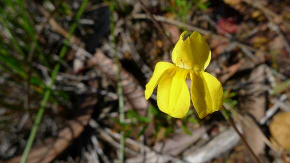 Image of Goodenia paniculata Sm.