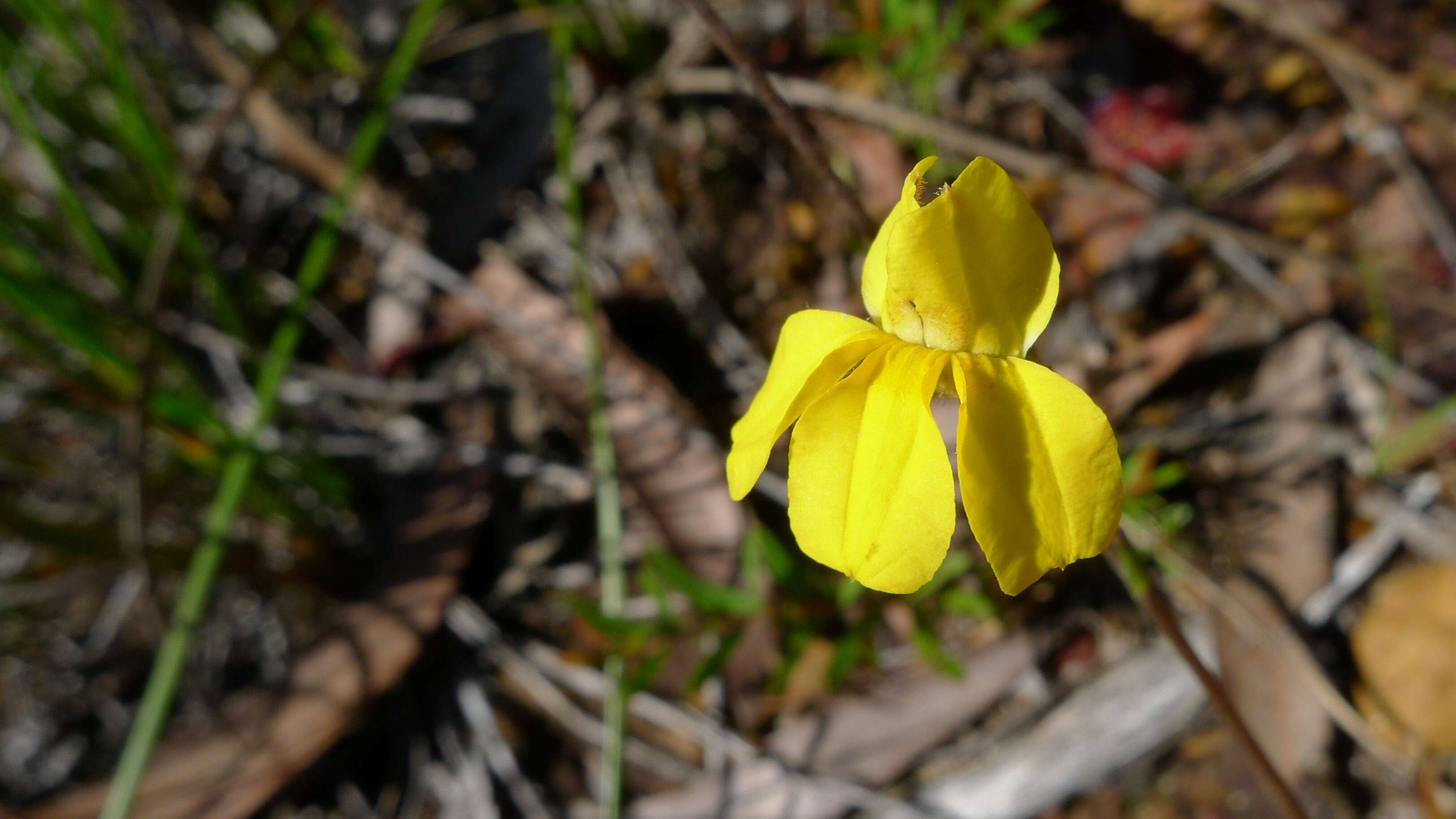 Image de Goodenia paniculata Sm.