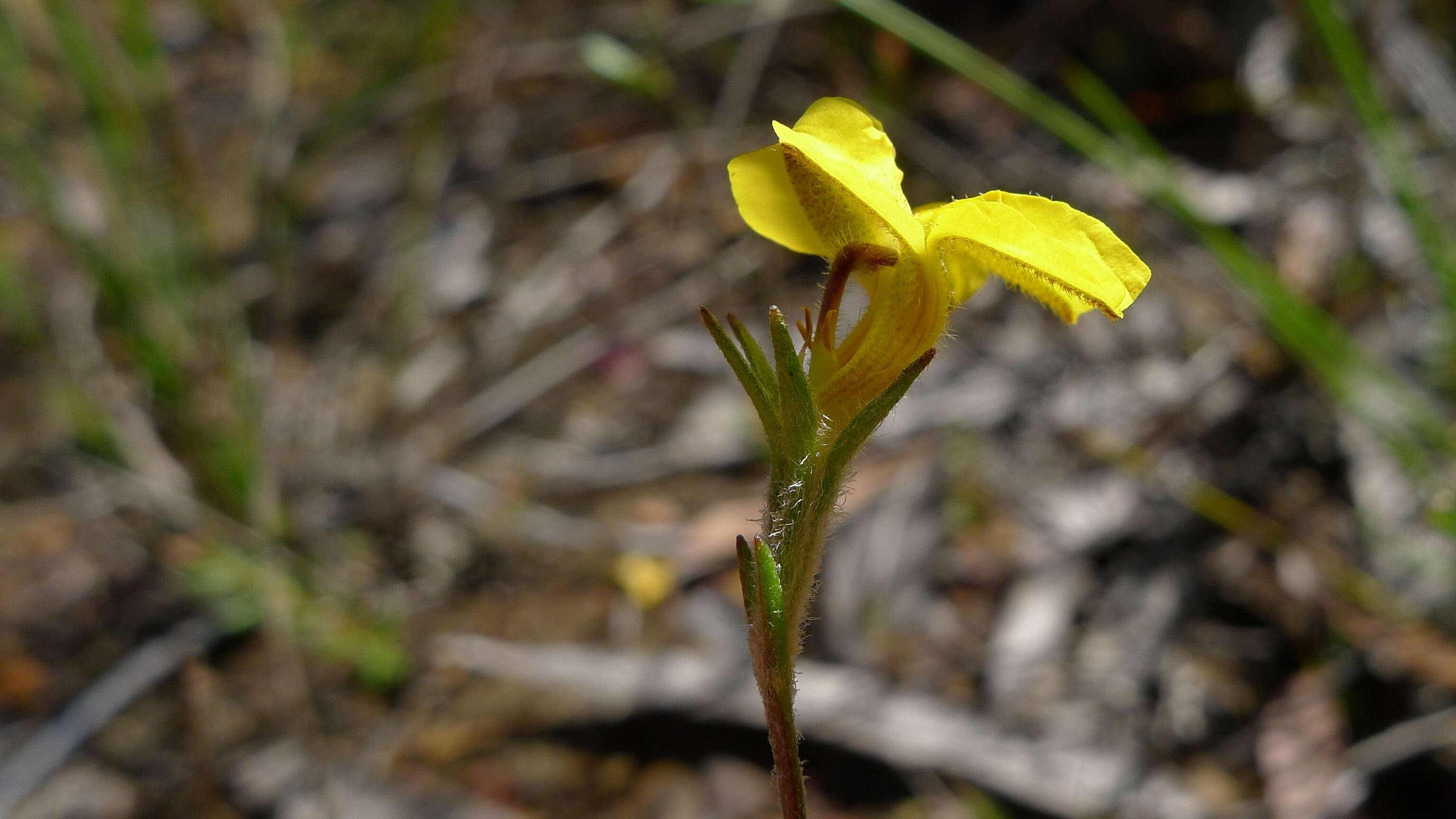 Image de Goodenia paniculata Sm.