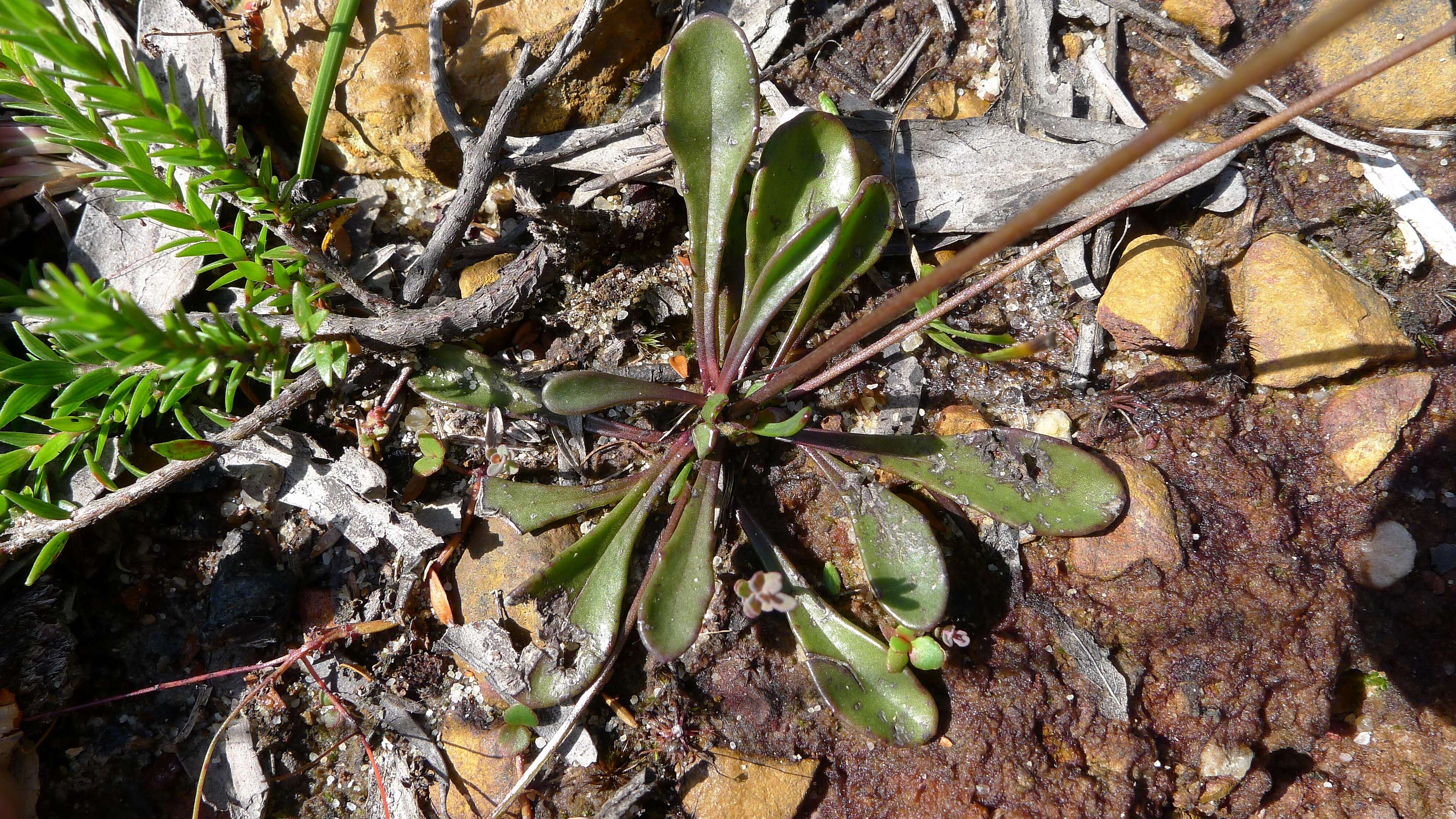 Image of Goodenia paniculata Sm.