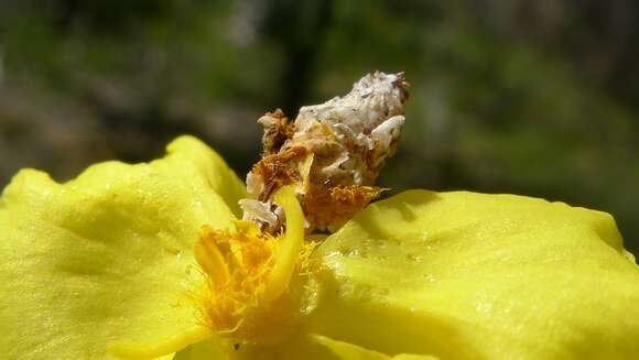 Image of yelloweyed grass