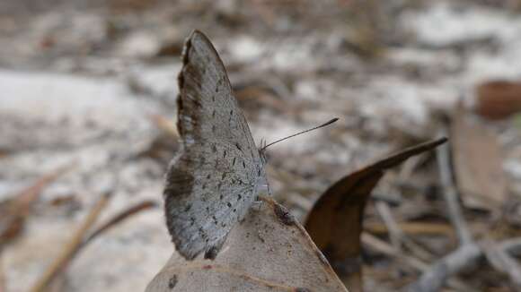 Image of Erina acasta (Cox 1873)