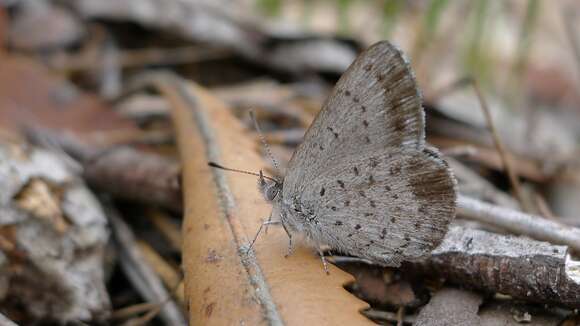 Image of Erina acasta (Cox 1873)