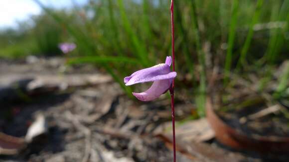 Image of Utricularia lateriflora R. Br.