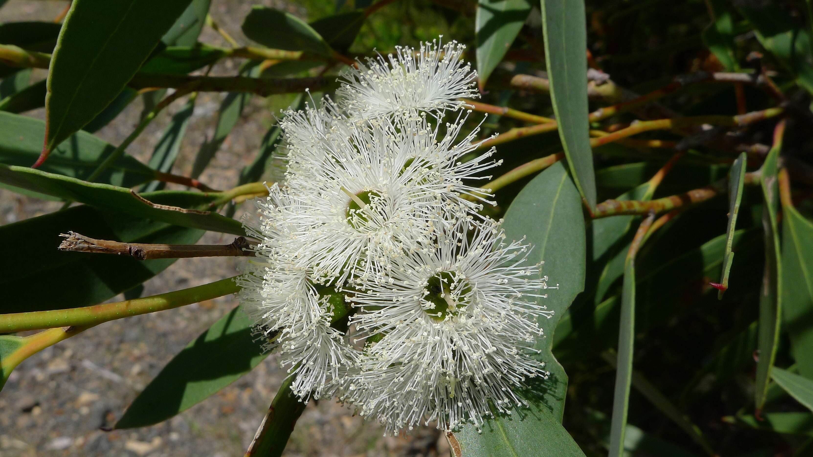 صورة Eucalyptus obstans L. A. S. Johnson & K. D. Hill