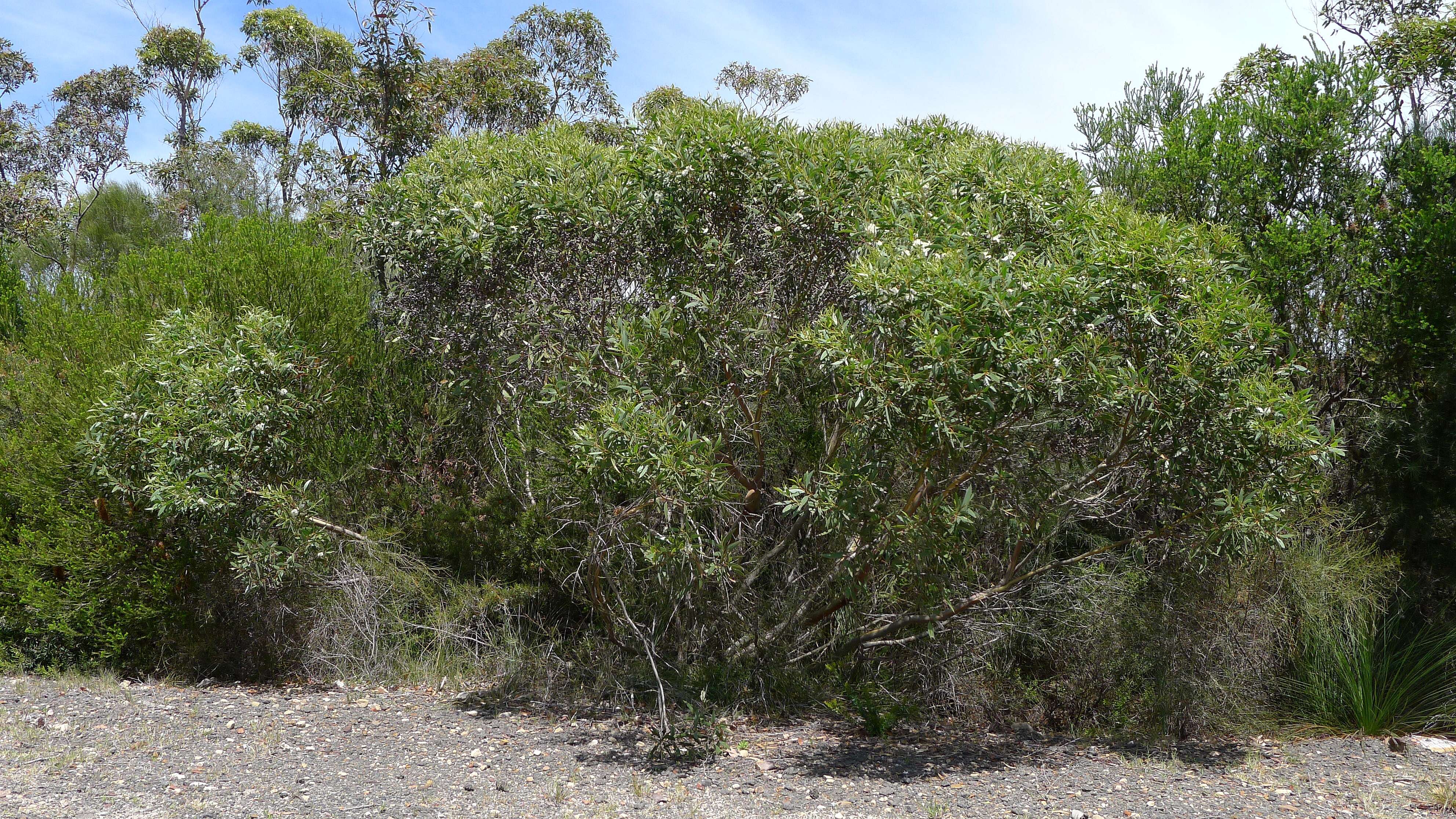 صورة Eucalyptus obstans L. A. S. Johnson & K. D. Hill