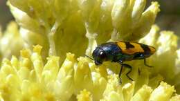 Cassinia aureonitens resmi