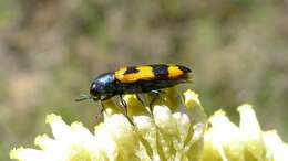 Cassinia aureonitens resmi