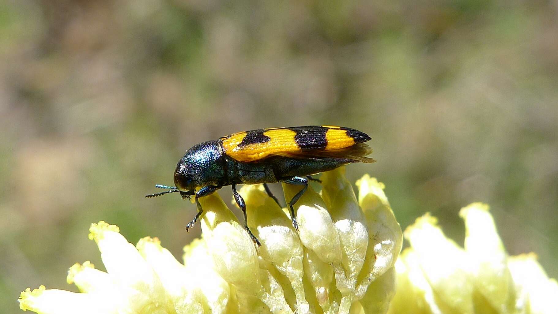 Plancia ëd Cassinia aureonitens