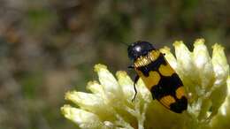 Plancia ëd Cassinia aureonitens