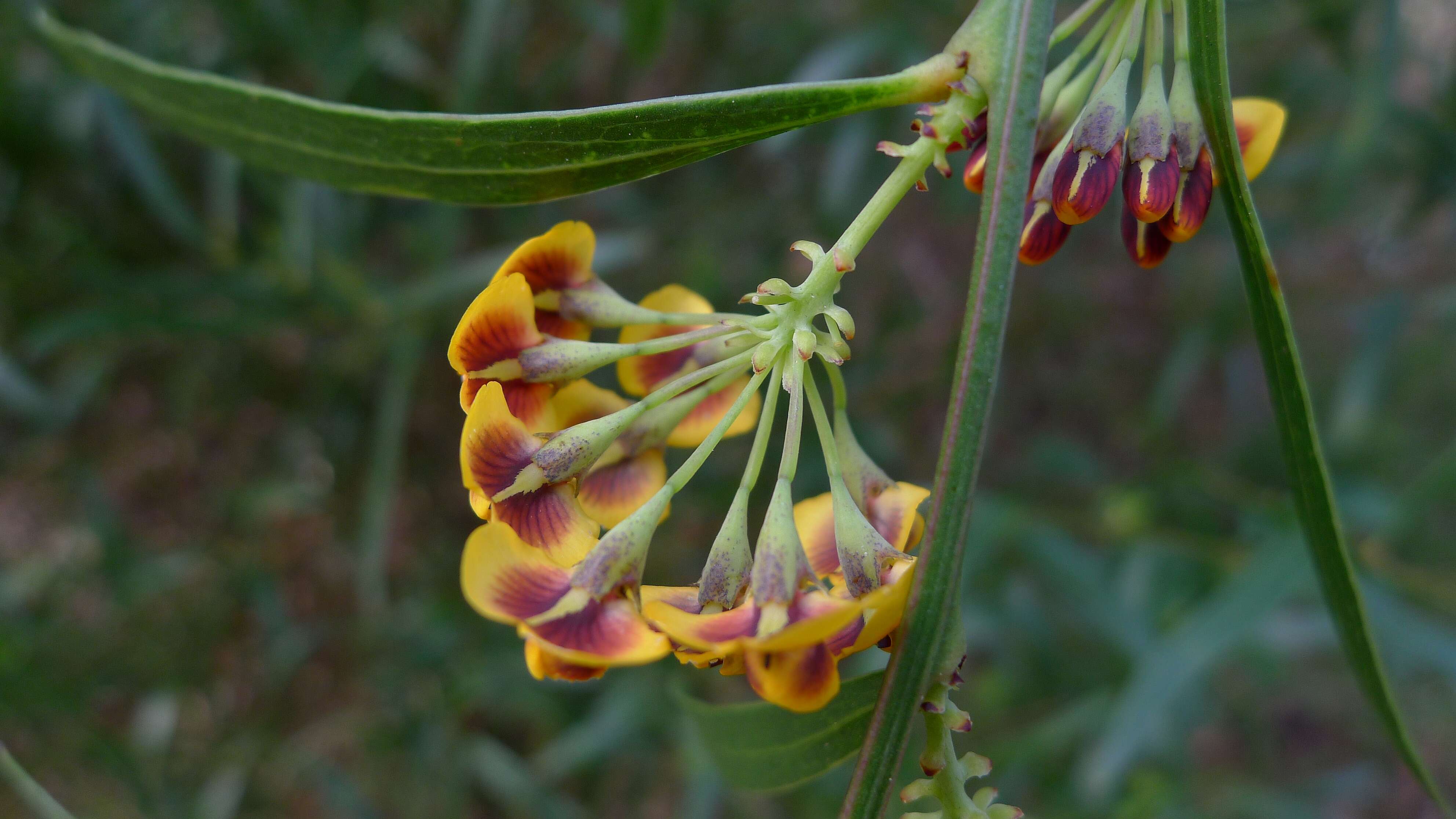 Imagem de Daviesia corymbosa Sm.