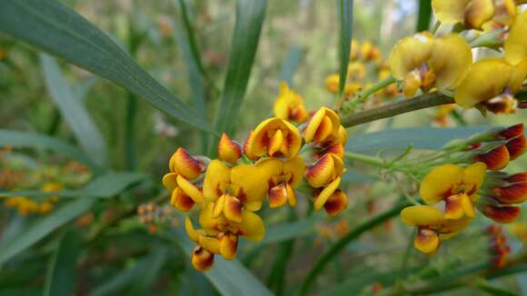 Imagem de Daviesia corymbosa Sm.