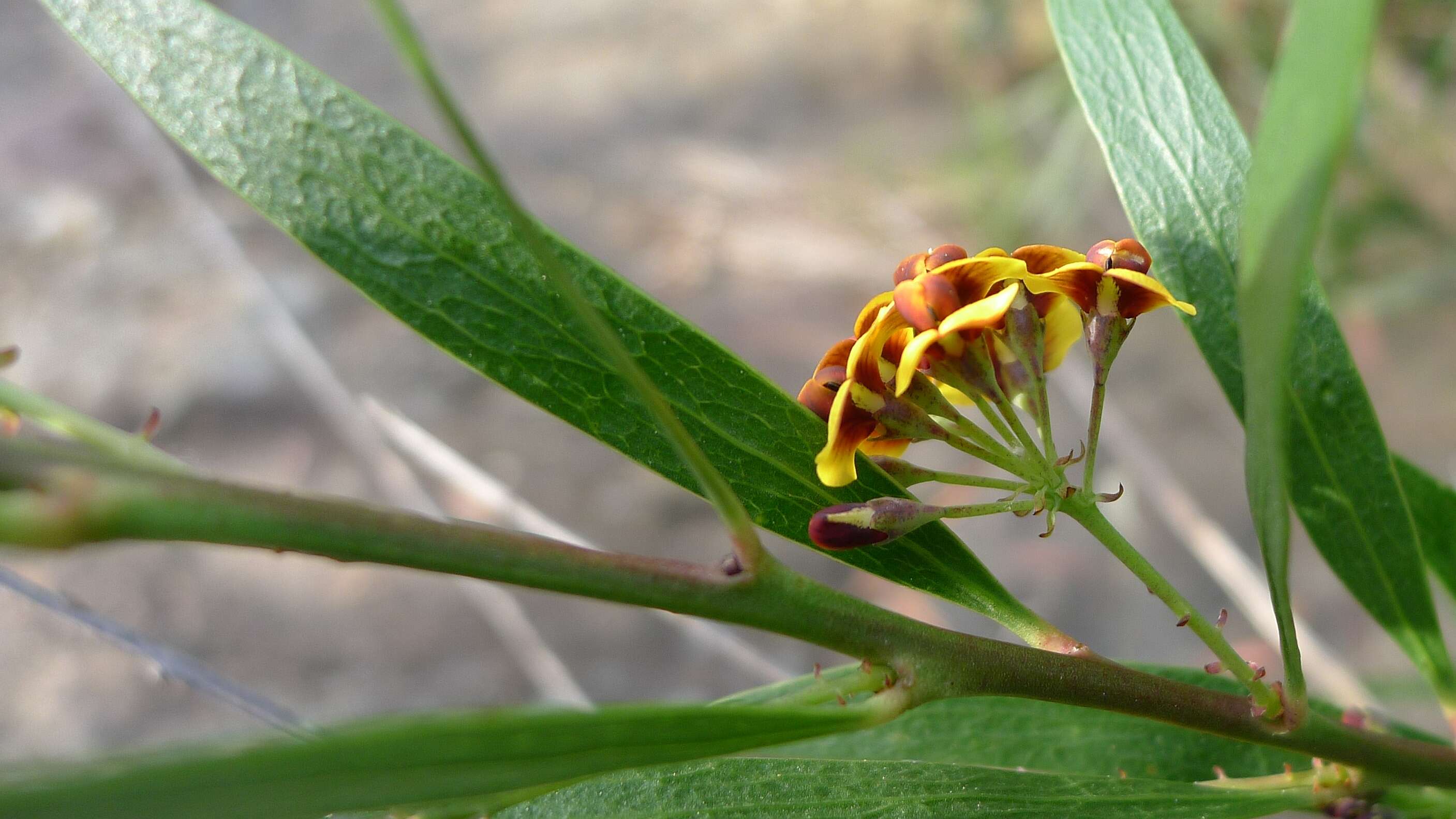 Imagem de Daviesia corymbosa Sm.