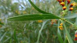 Imagem de Daviesia corymbosa Sm.