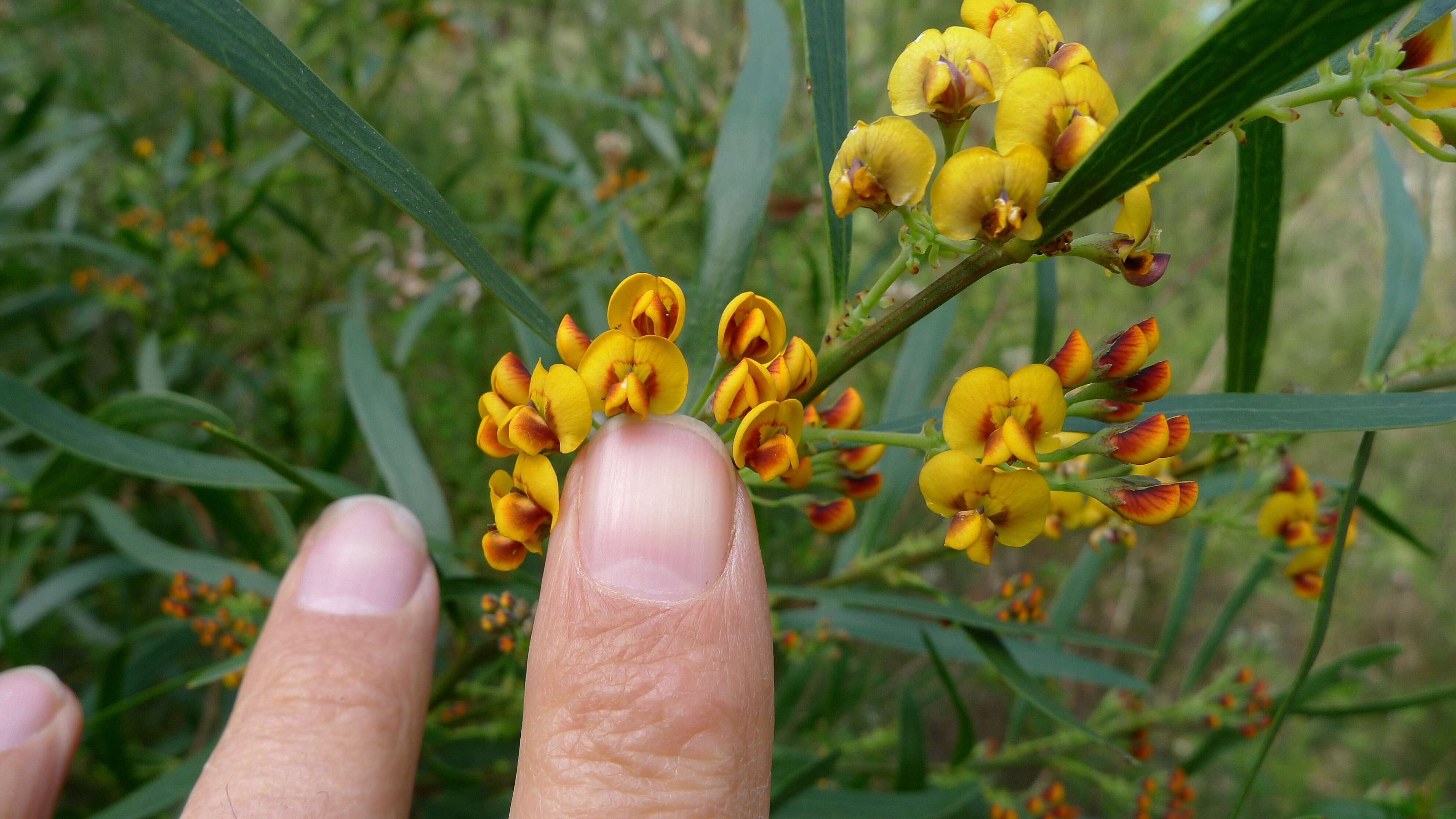 Imagem de Daviesia corymbosa Sm.