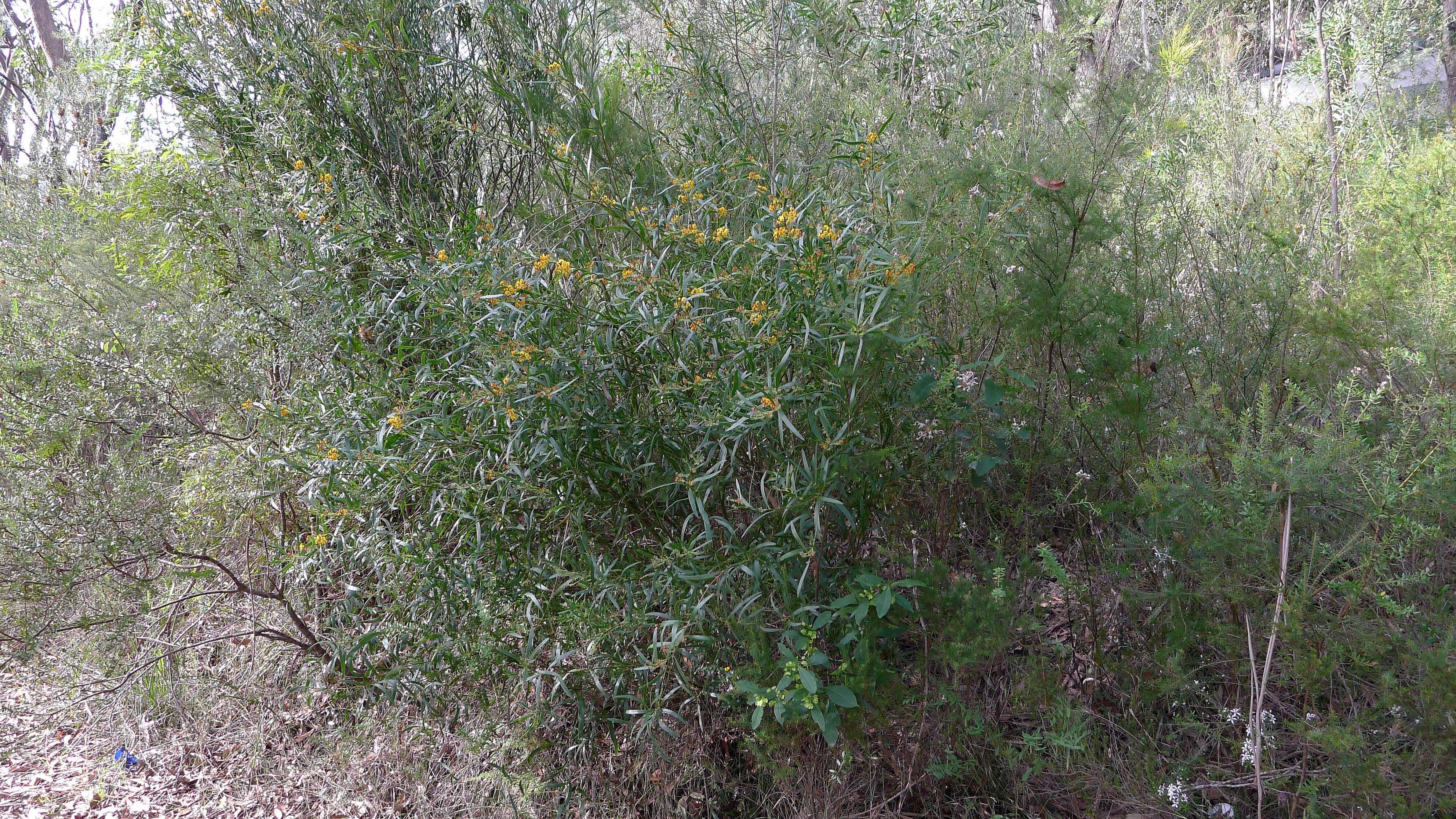 Imagem de Daviesia corymbosa Sm.