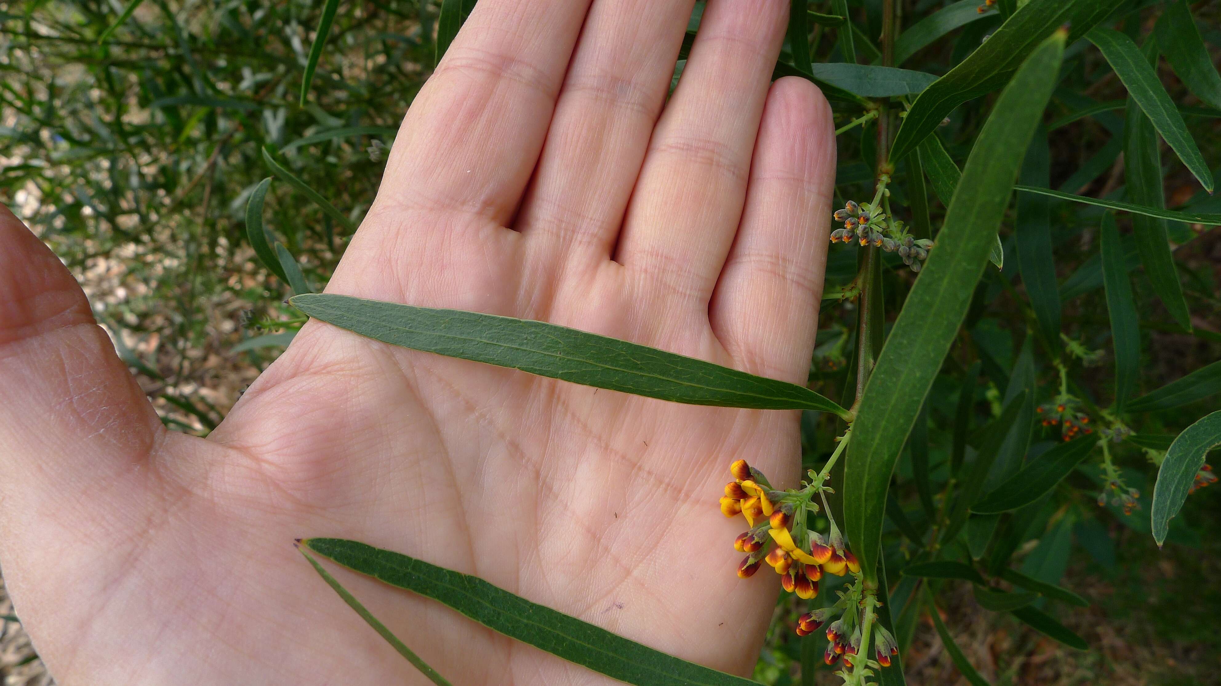 Imagem de Daviesia corymbosa Sm.