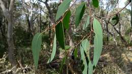 Image of Eucalyptus sclerophylla (Blakely) L. A. S. Johnson & Blaxell