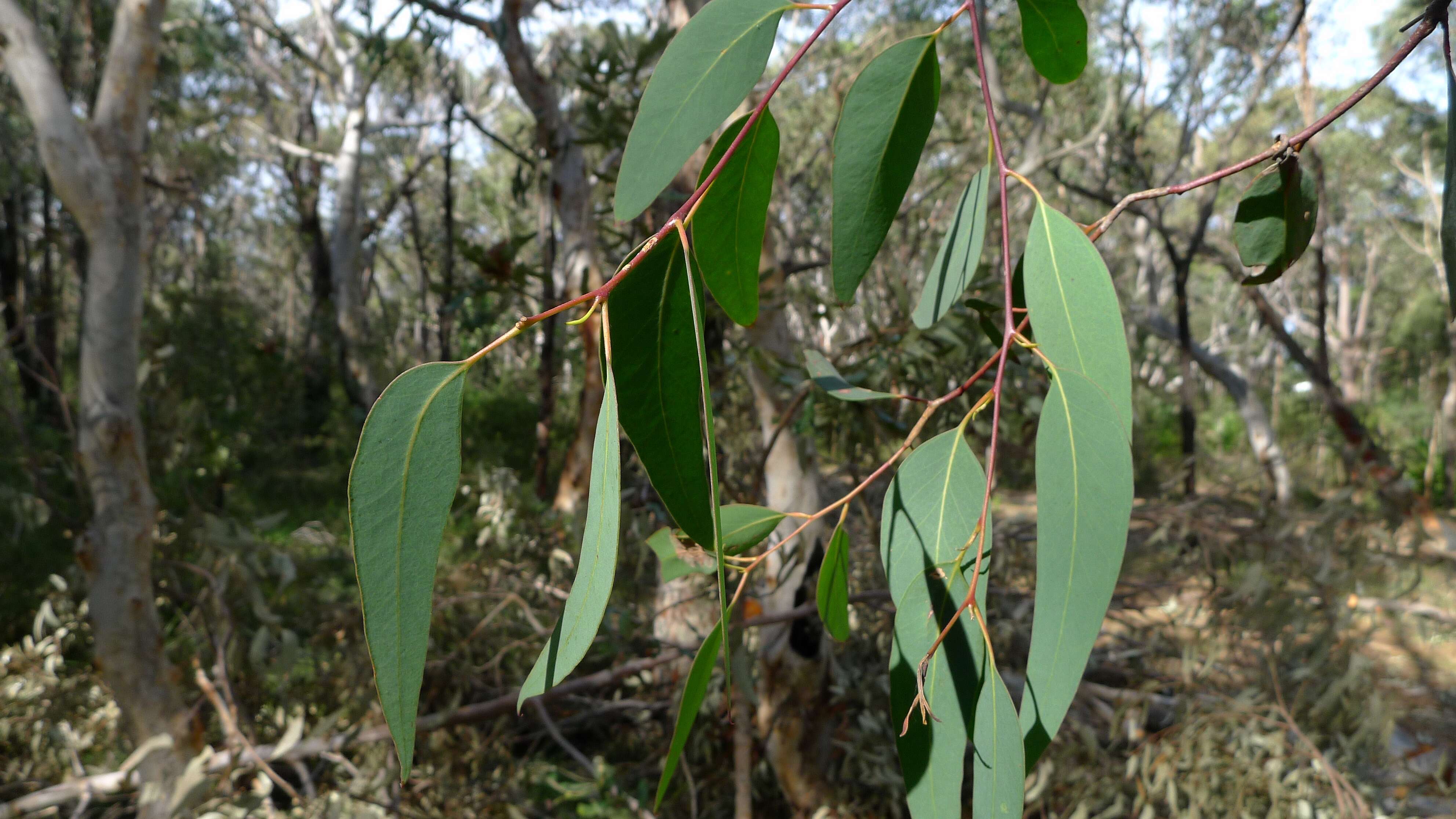 Image of Eucalyptus sclerophylla (Blakely) L. A. S. Johnson & Blaxell