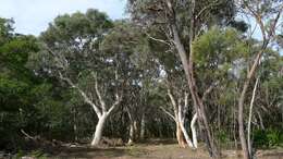 Image of Eucalyptus sclerophylla (Blakely) L. A. S. Johnson & Blaxell