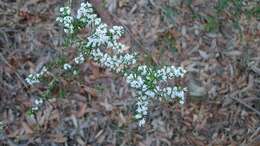 Image of Leucopogon ericoides (Sm.) R. Br.