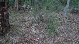 Image of Leucopogon ericoides (Sm.) R. Br.