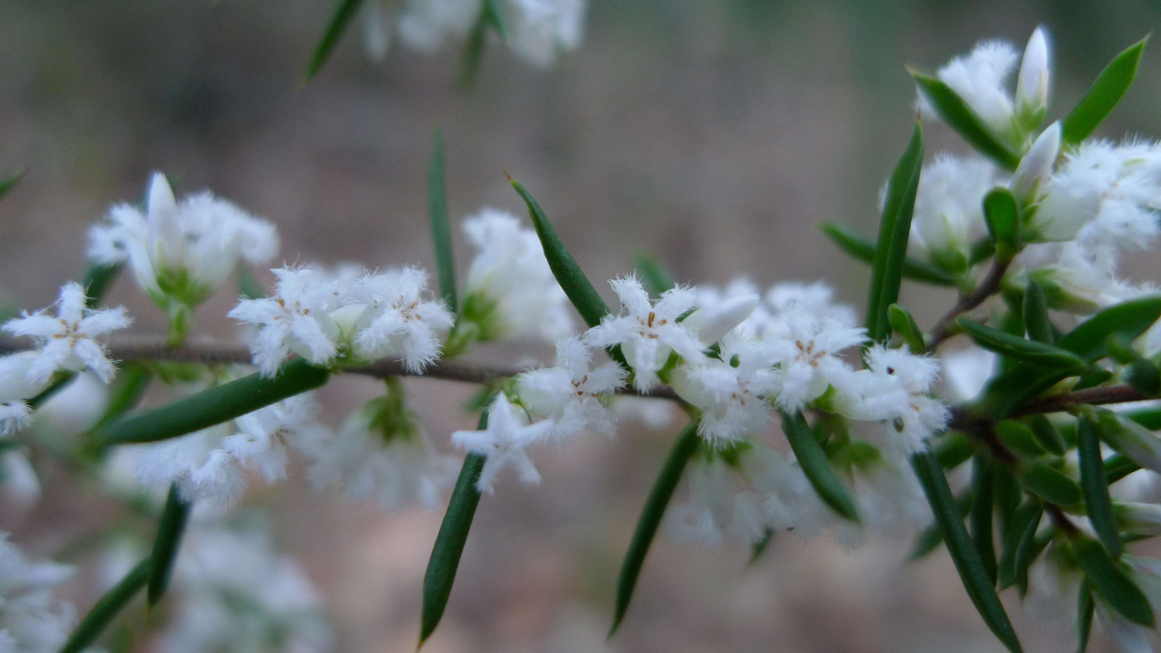 Image of Leucopogon ericoides (Sm.) R. Br.