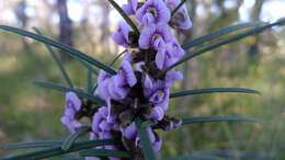 Image of Blue Bonnet