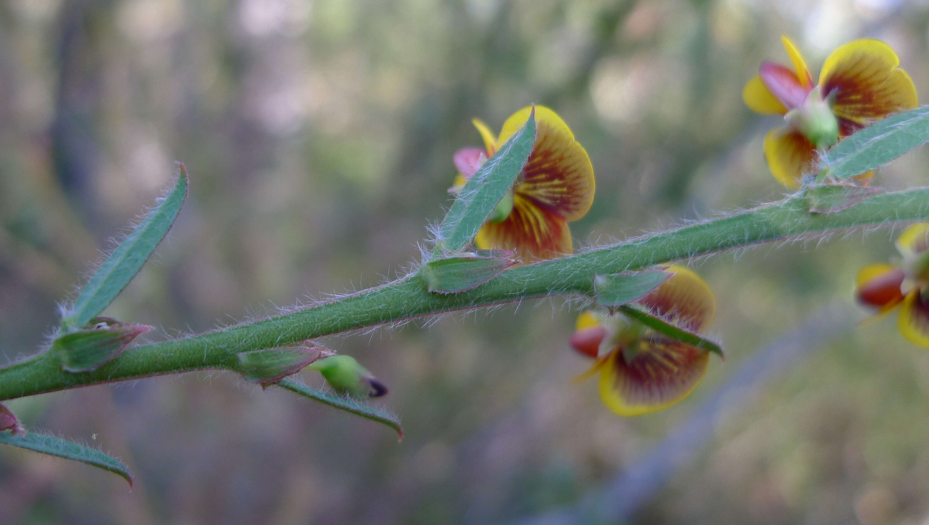 Sivun Bossiaea stephensonii F. Muell. kuva