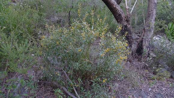 Imagem de Daviesia corymbosa Sm.