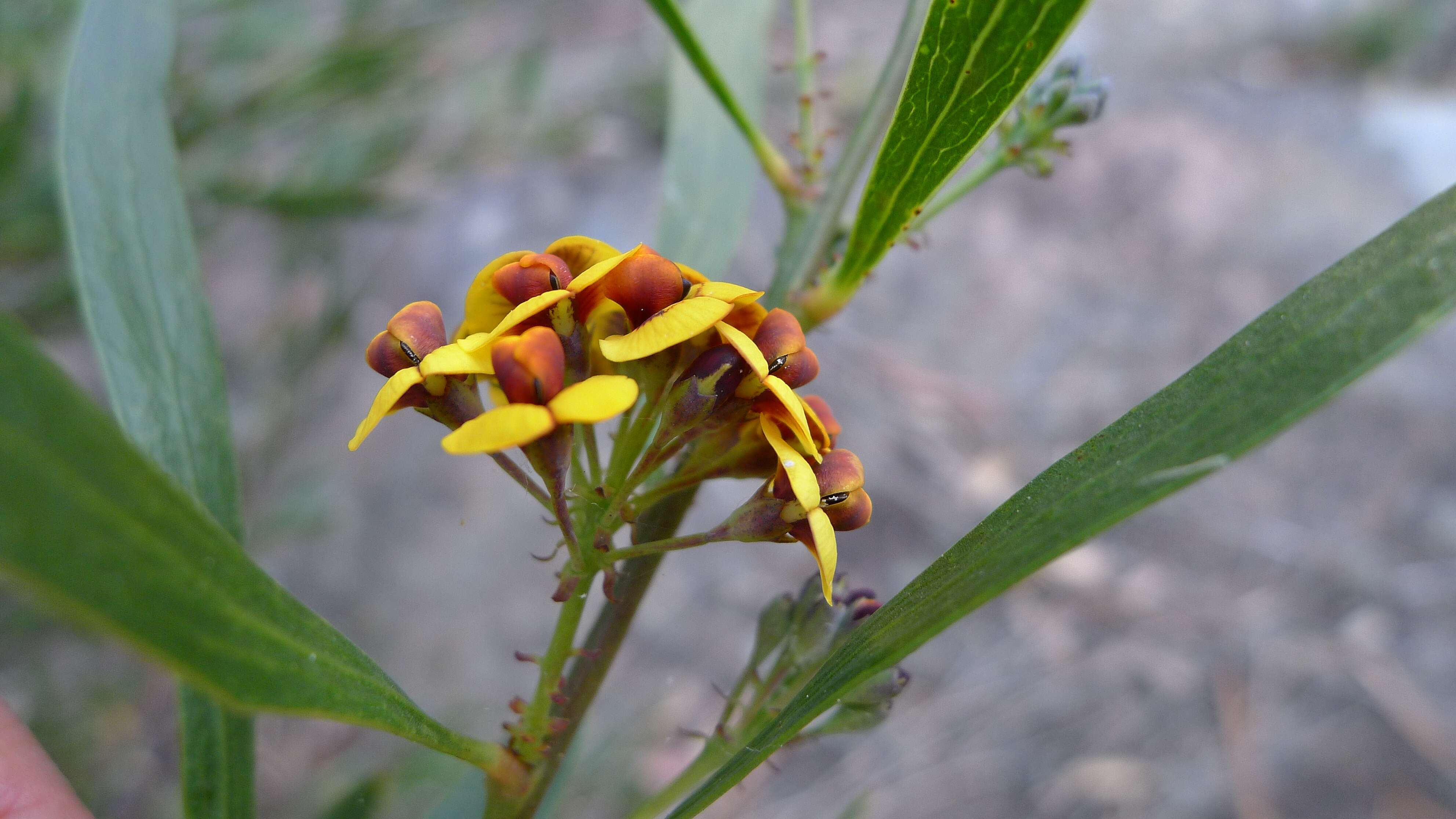 Imagem de Daviesia corymbosa Sm.