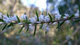 Image of Leucopogon ericoides (Sm.) R. Br.