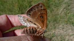 Image of Anthela oressarcha Turner 1921