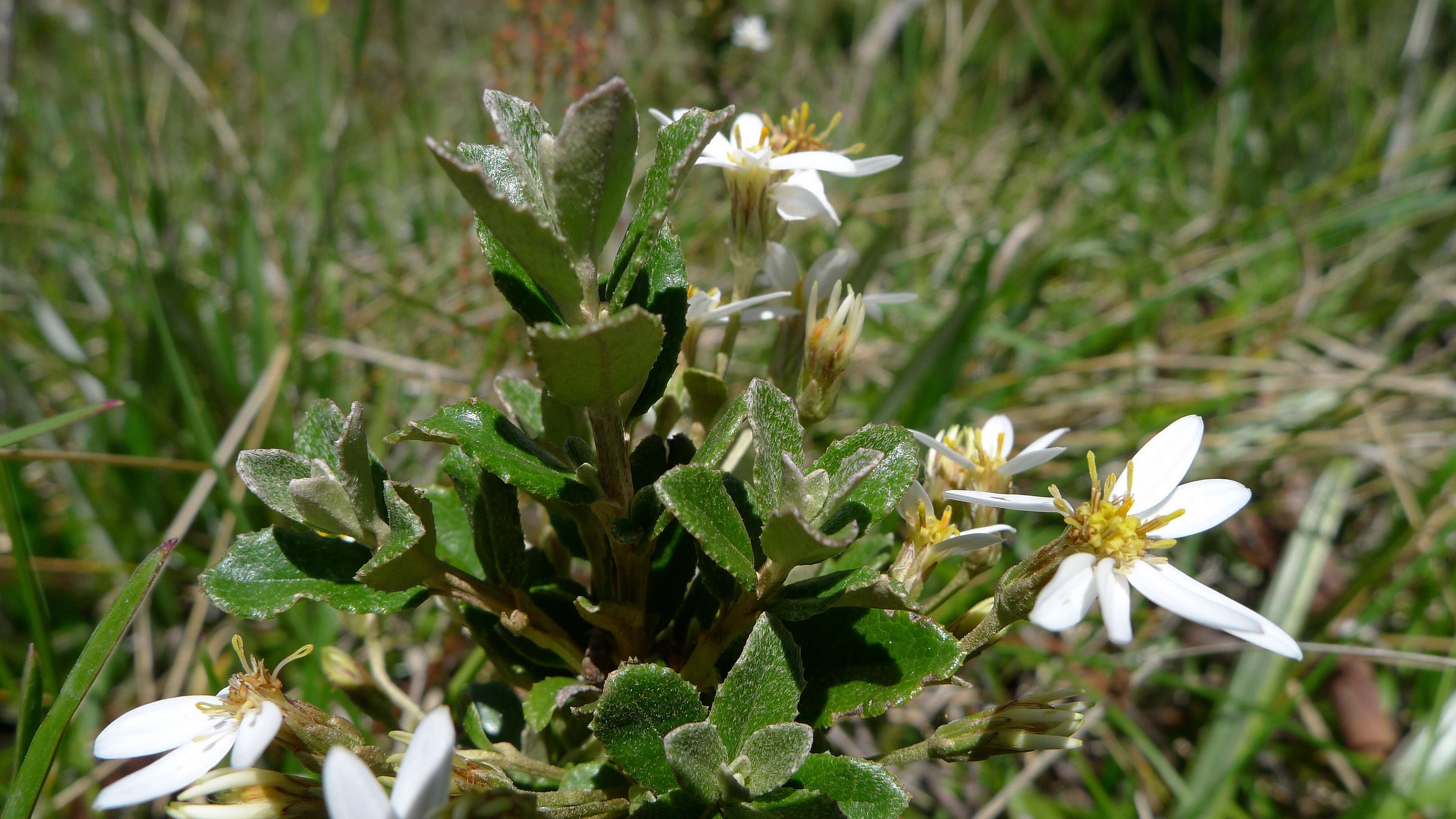 Image of Olearia myrsinoides (Labill.) F. Müll.