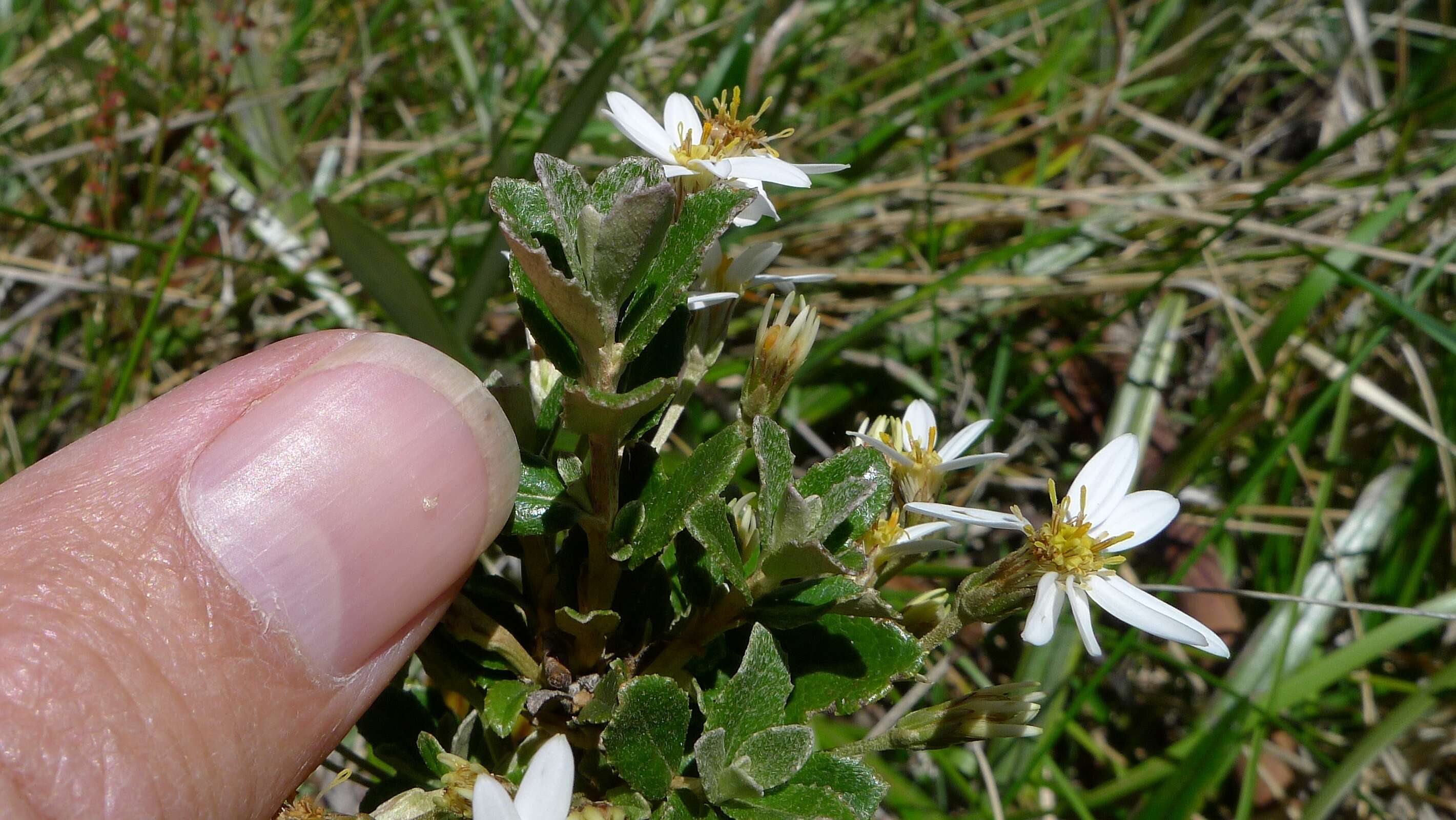 Image of Olearia myrsinoides (Labill.) F. Müll.