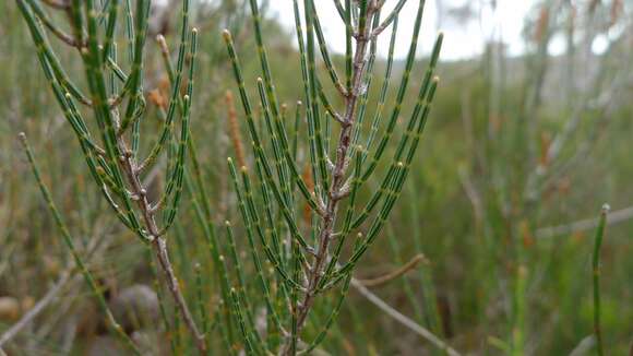 Image of stunted she-oak