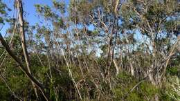 Image of Port Jackson mallee