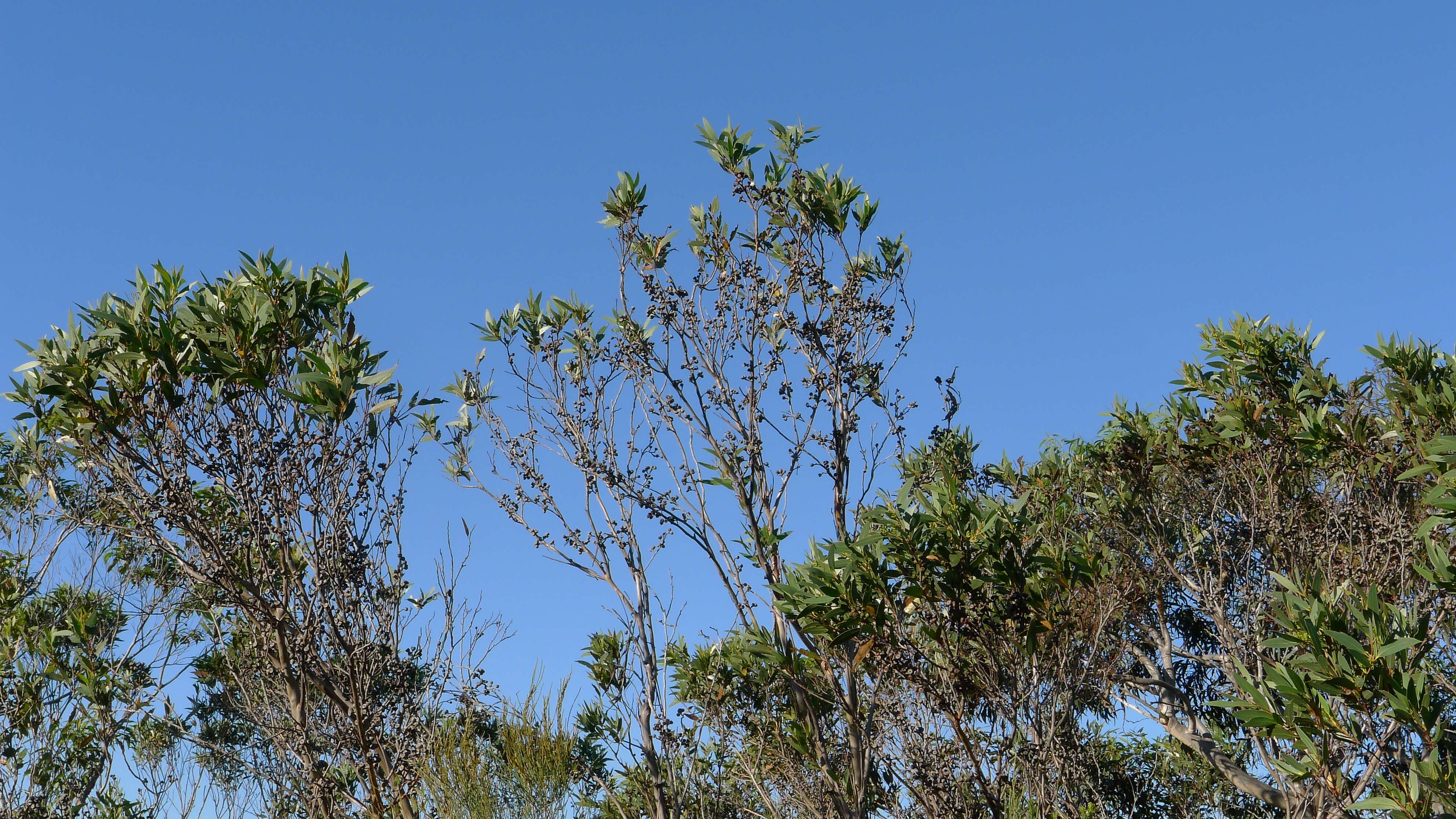 صورة Eucalyptus obstans L. A. S. Johnson & K. D. Hill