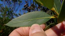 صورة Eucalyptus obstans L. A. S. Johnson & K. D. Hill