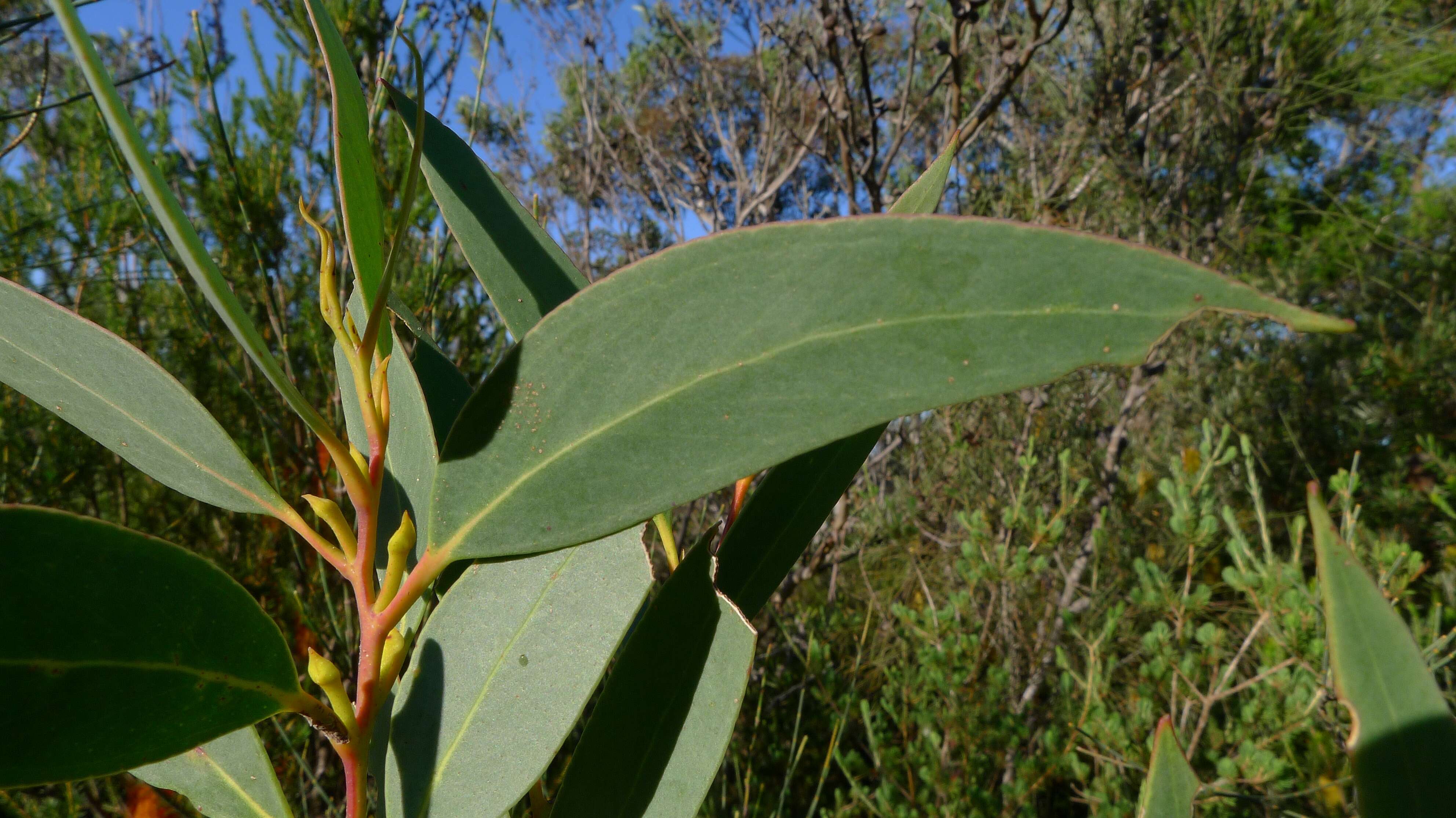 صورة Eucalyptus obstans L. A. S. Johnson & K. D. Hill