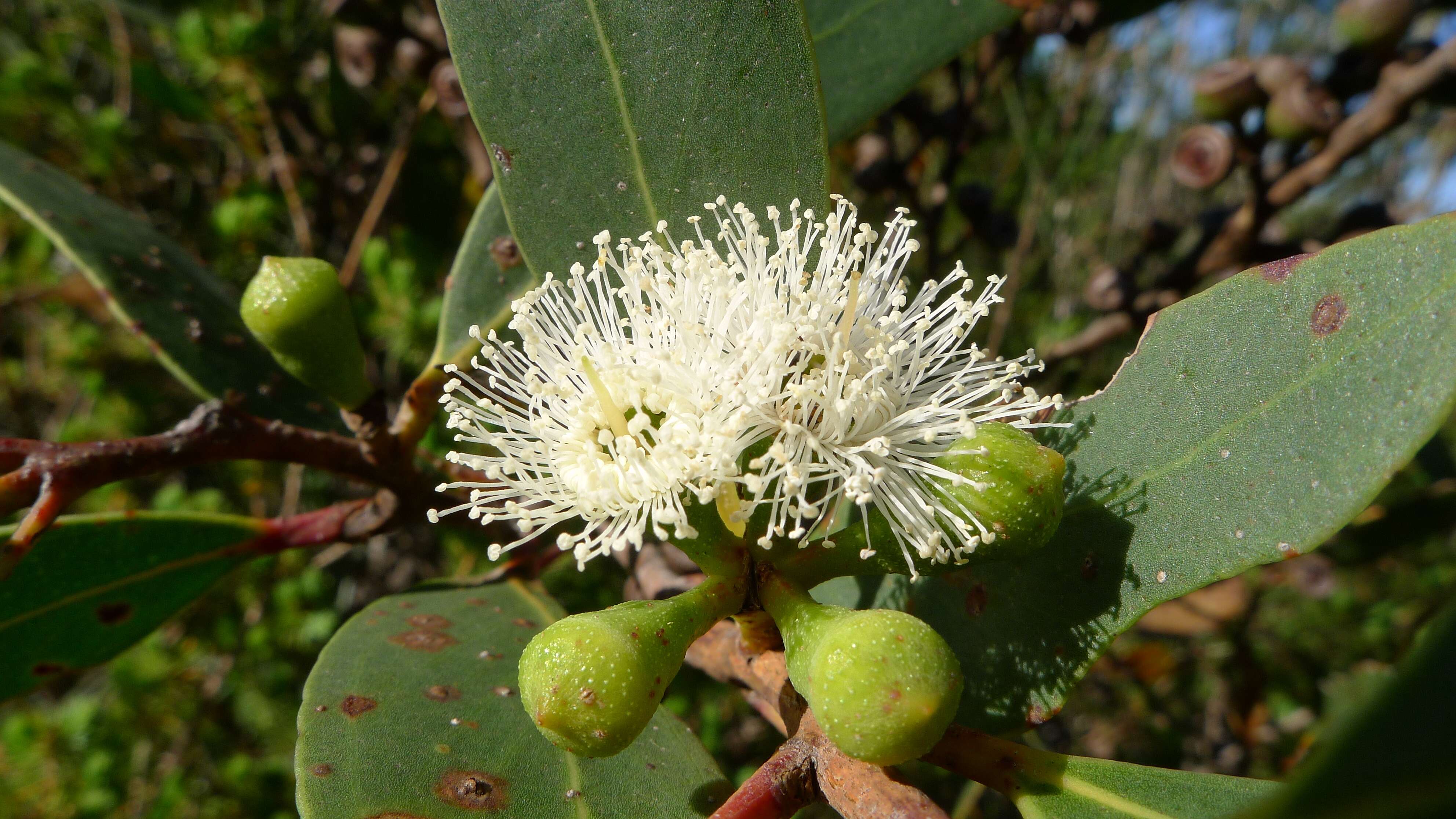 صورة Eucalyptus obstans L. A. S. Johnson & K. D. Hill